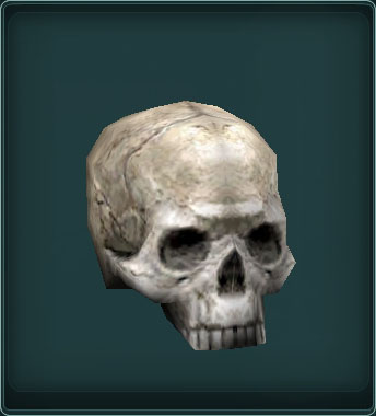 a human skull