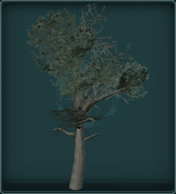Torrey Pine Tree